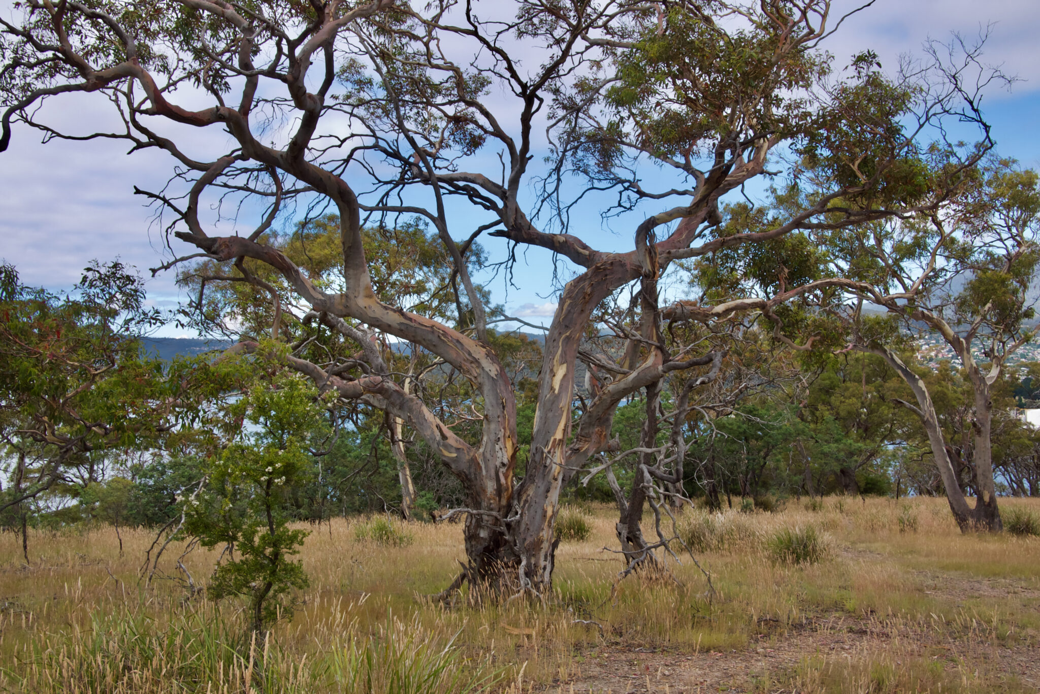 Happy Eucalyptus Day! Eucalyptus risdonii – Mallee Design