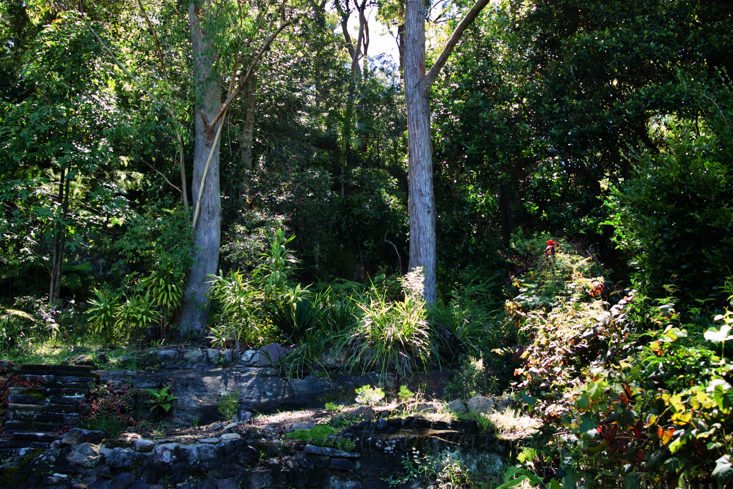 How to Regenerate Bushland in your Backyard