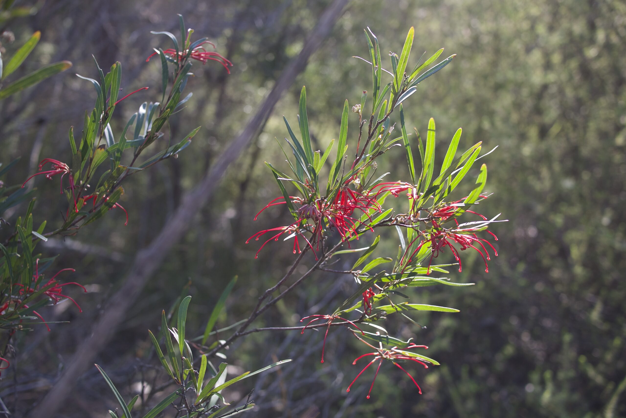 Walks for winter-spring flowering plants on Dharawal Country