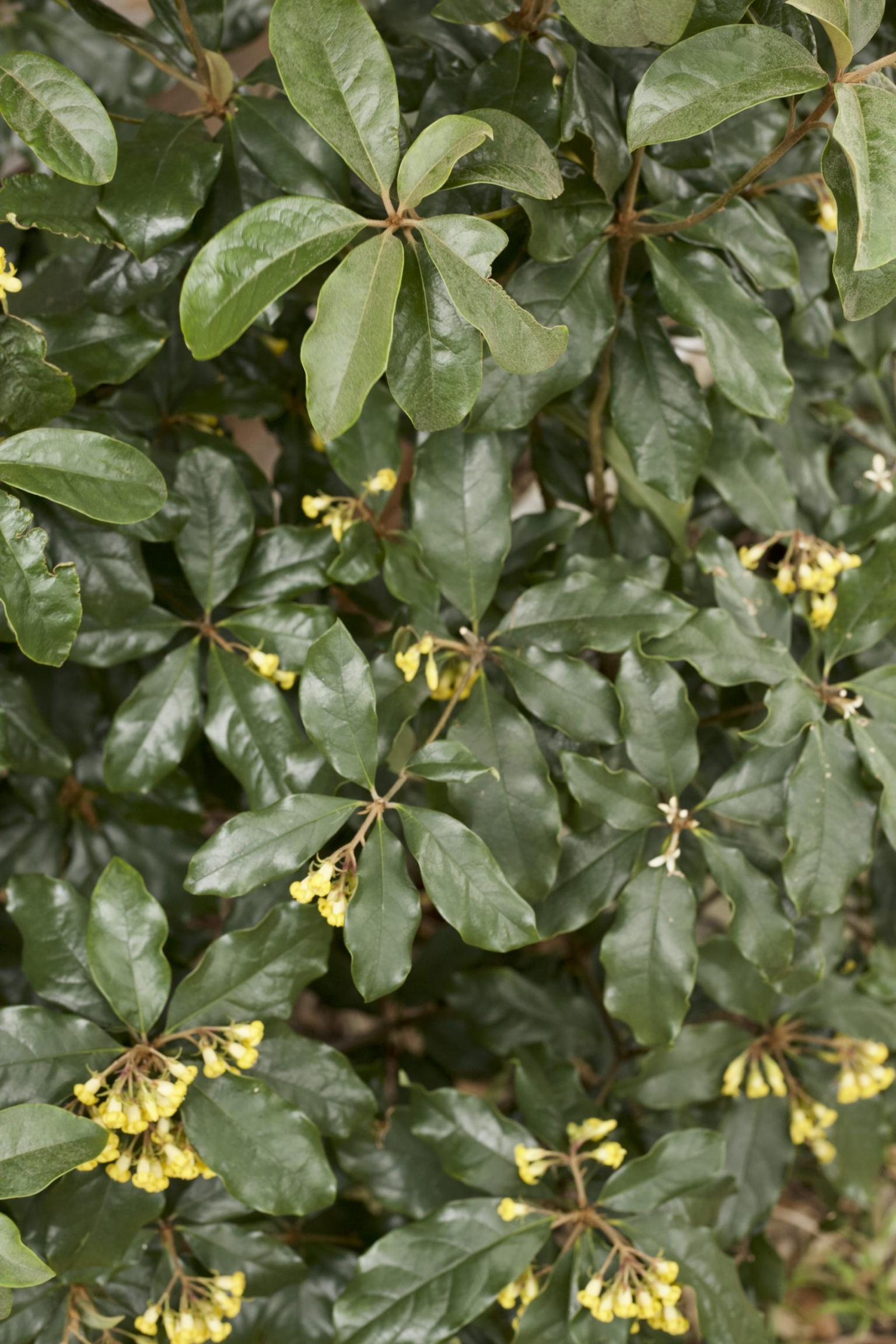 Pittosporum revolutum and its eye catching fruit Mallee Design
