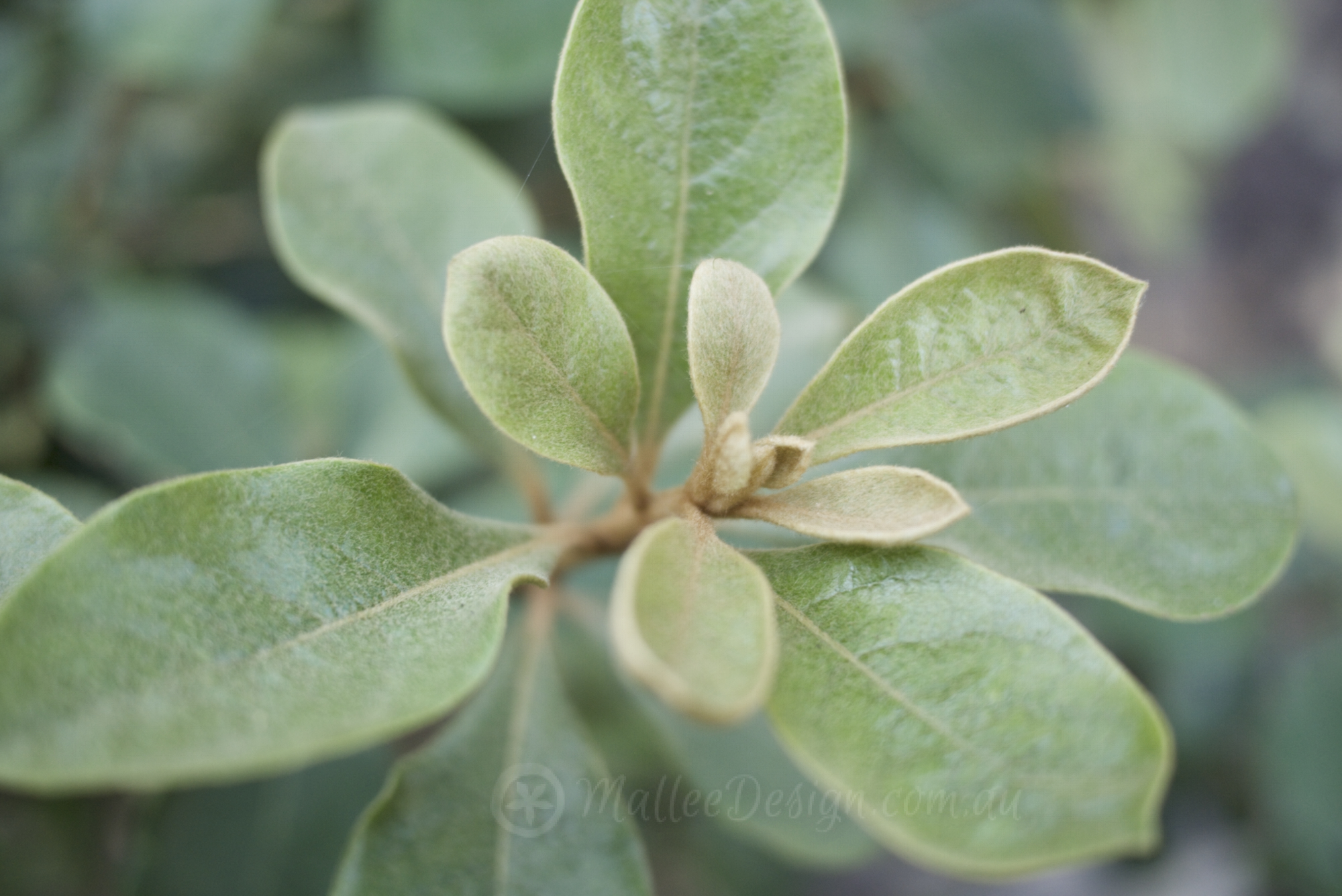 Pittosporum Revolutum And Its Eye Catching Fruit Mallee Design