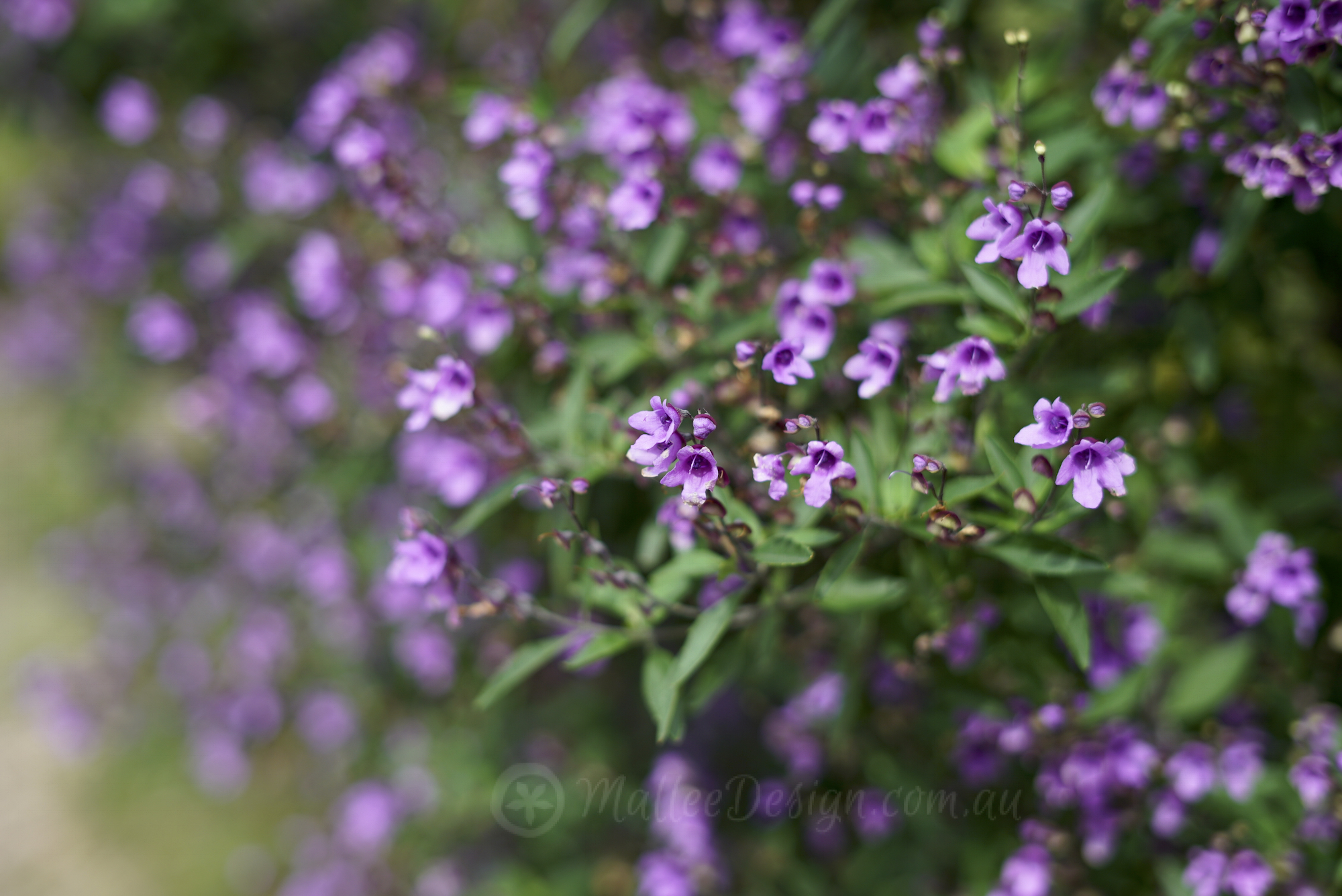 The purple punch of Prostanthera ovalifolia
