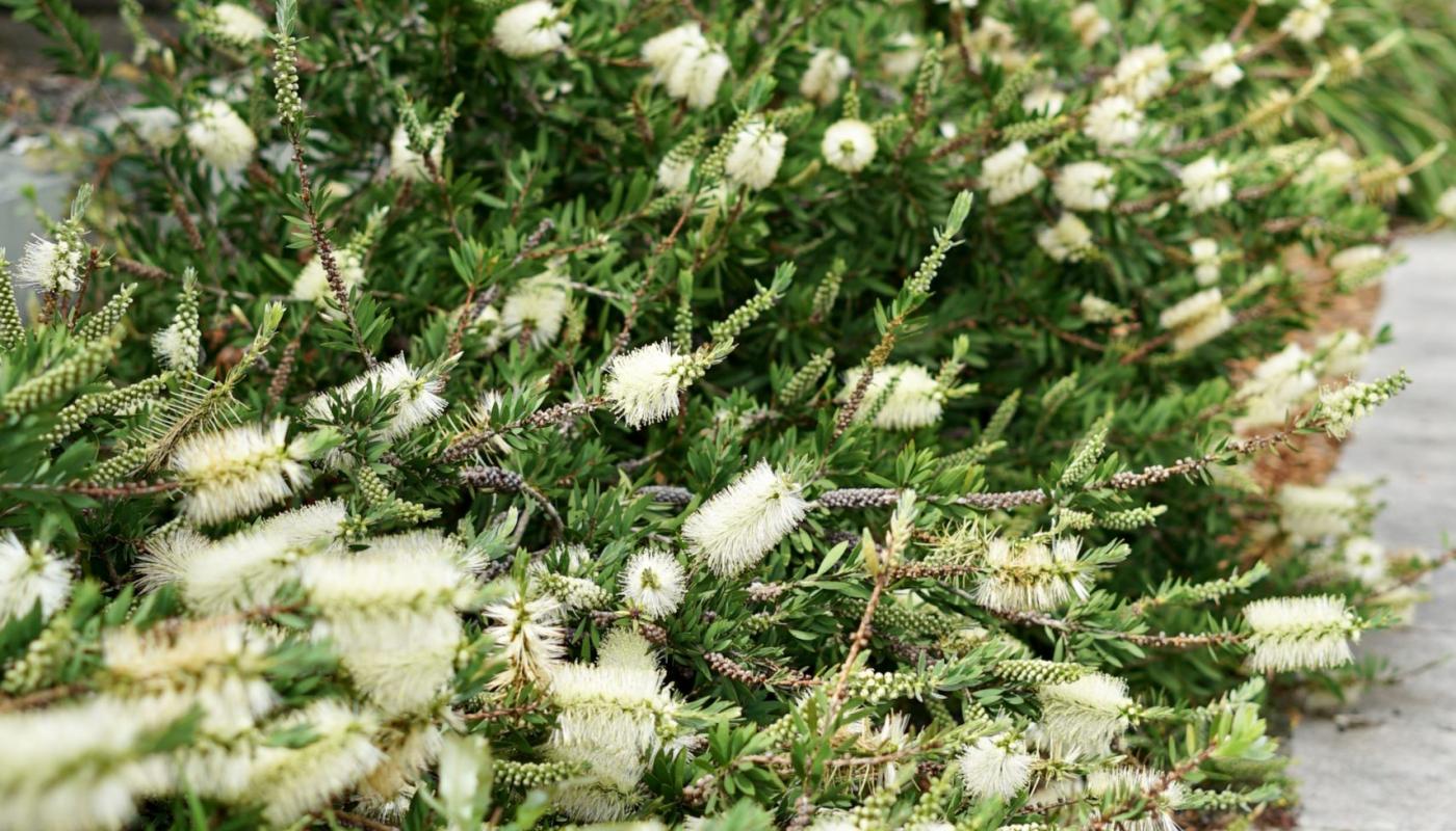 Try not to dismiss Callistemon ‘White Anzac’ Mallee Design