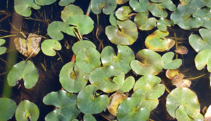 marsilea drummondii