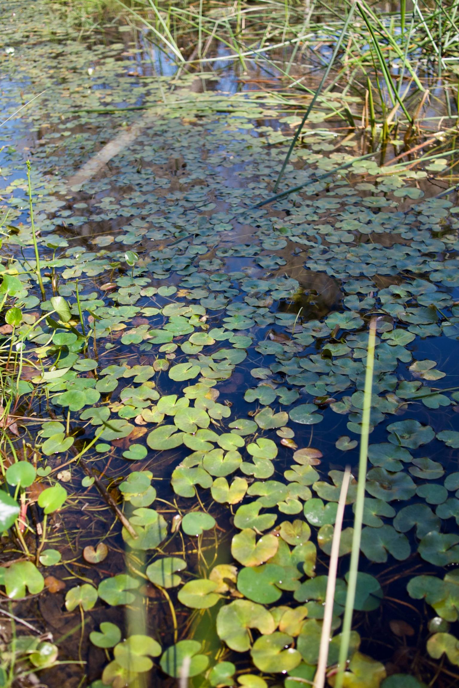 Two favourite floating water plants Nymphiodes geminata & Marsilea