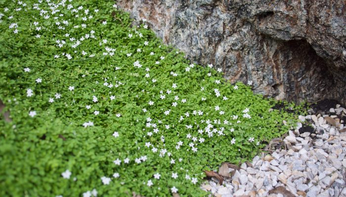 steppable ground cover