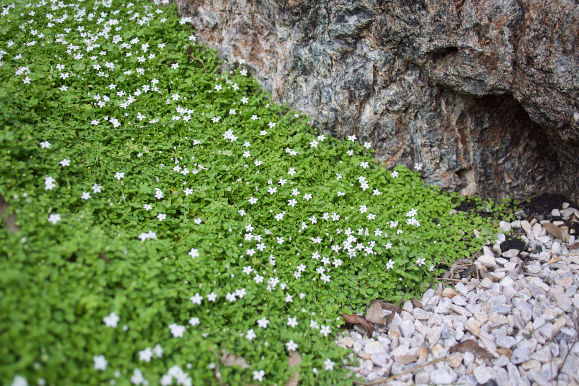A true carpeting ground cover: Pratia pedunculata