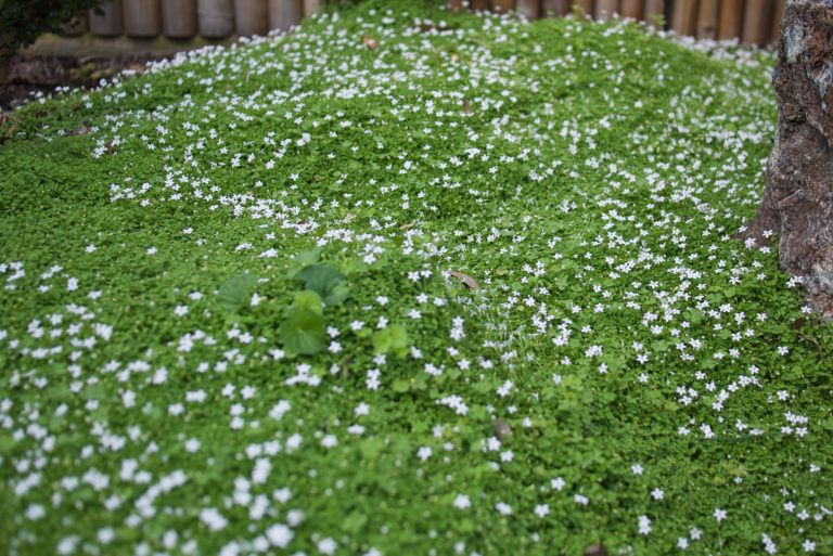 A true carpeting ground cover: Pratia pedunculata – Mallee Design