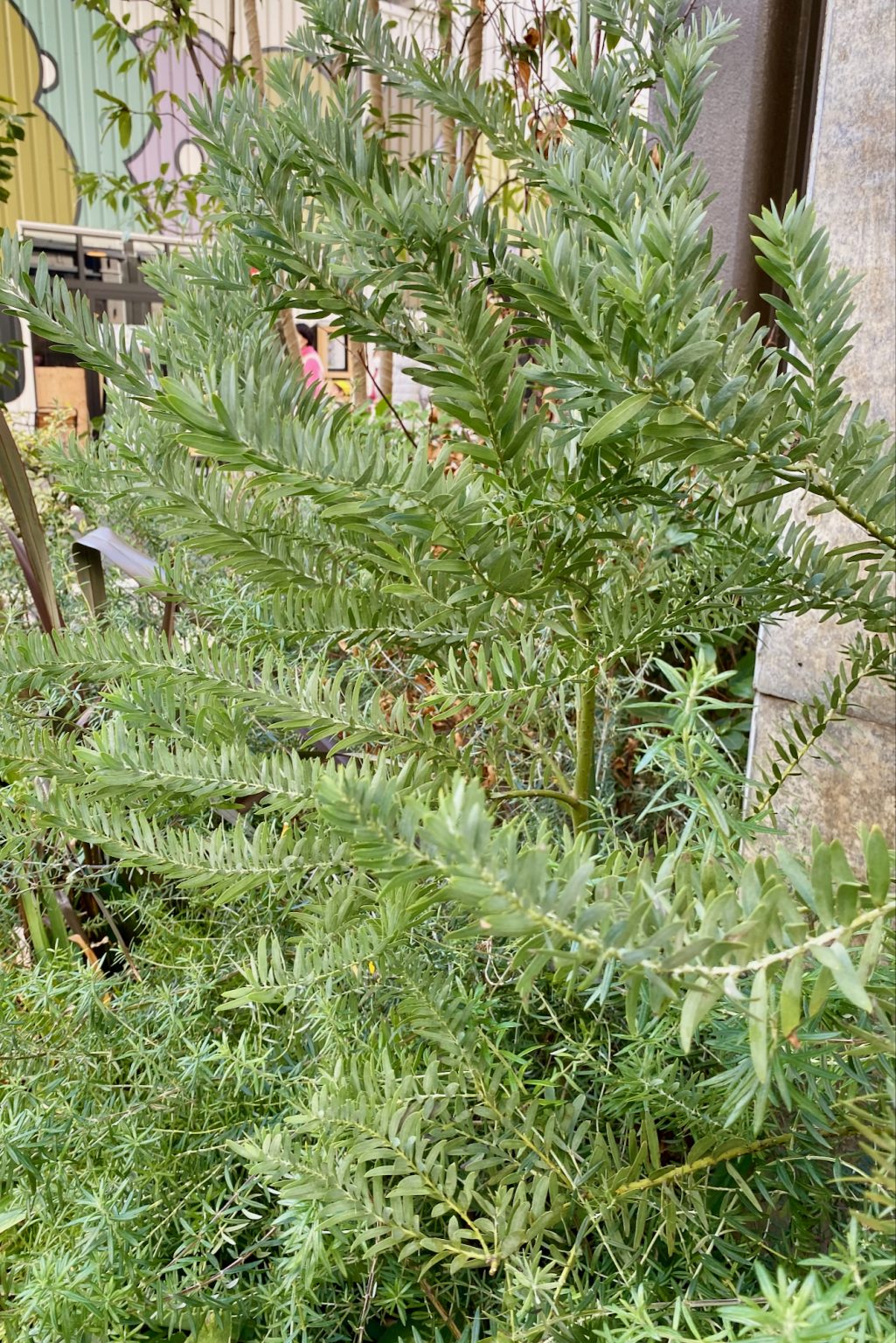 Australian Native Plants in Japan Mallee Design