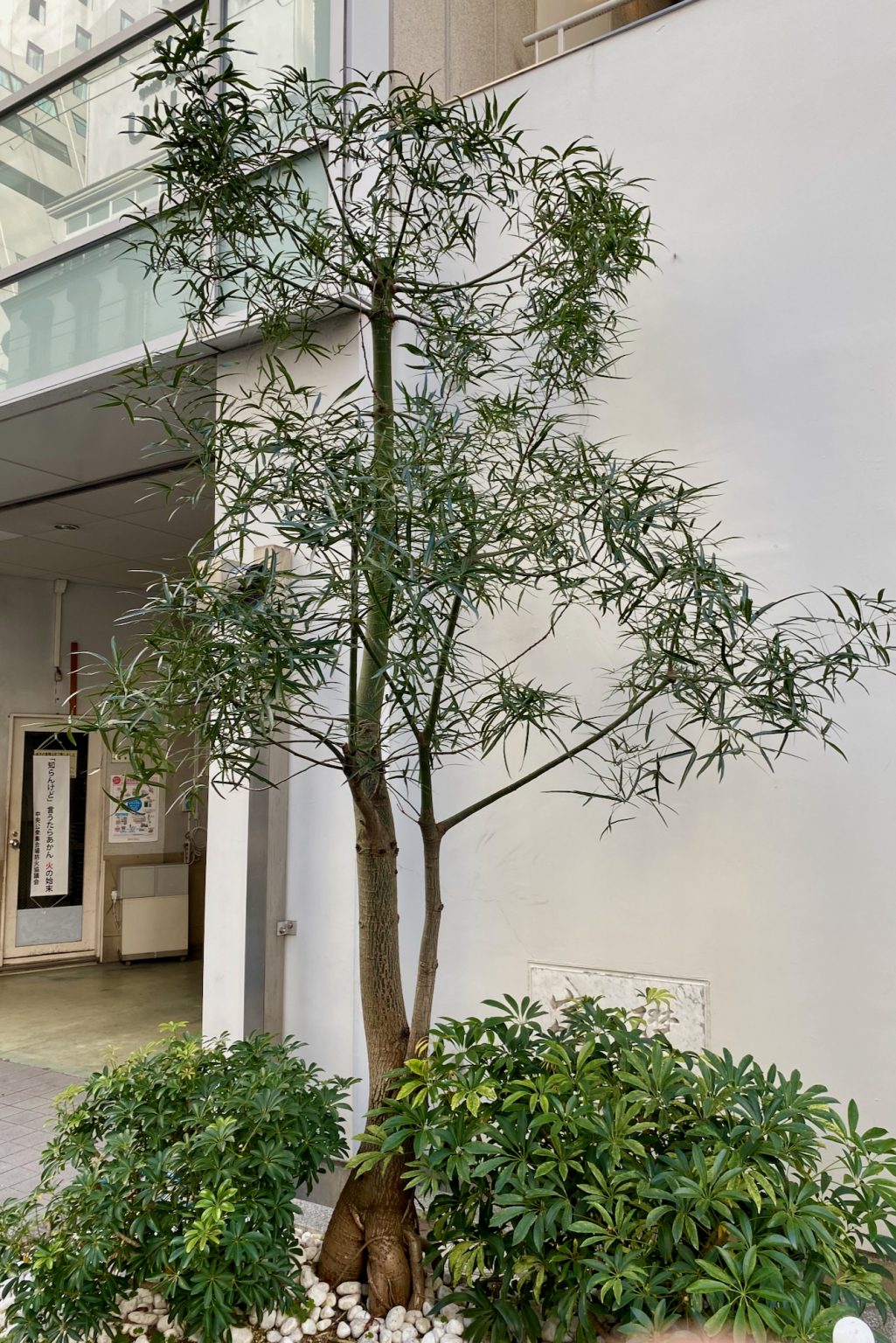 Australian Native Plants in Japan Mallee Design