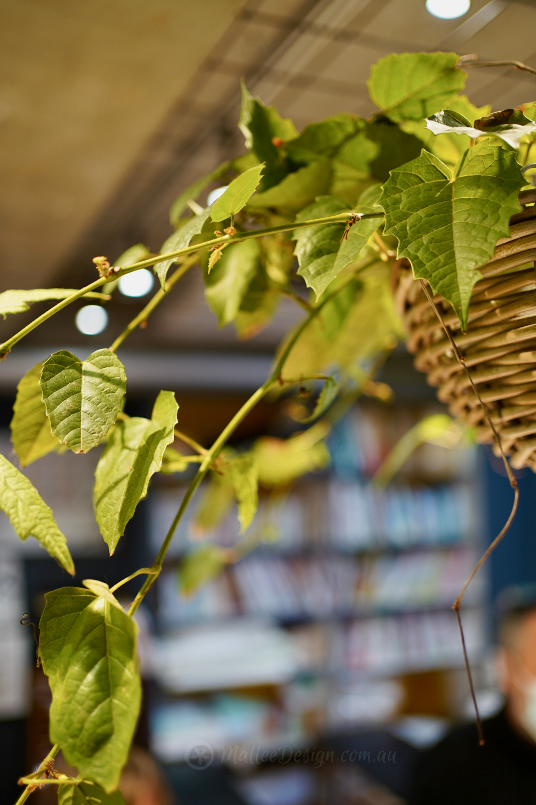 Australian Native Plants in Japan Mallee Design