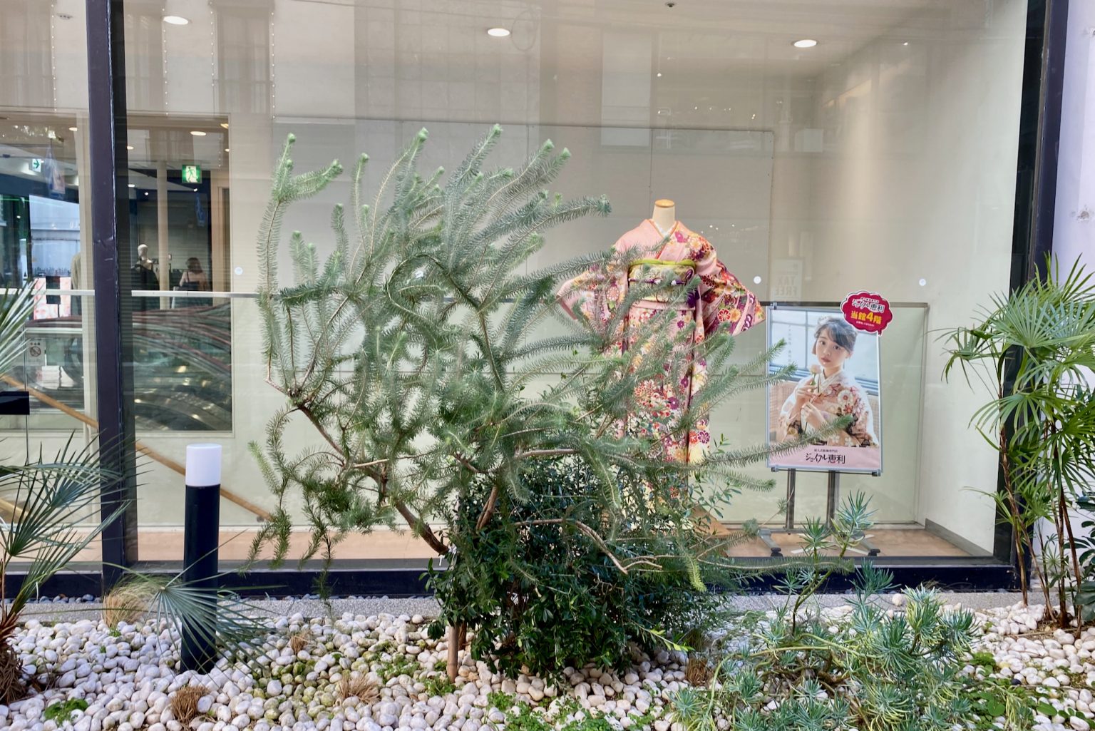 Australian Native Plants in Japan Mallee Design