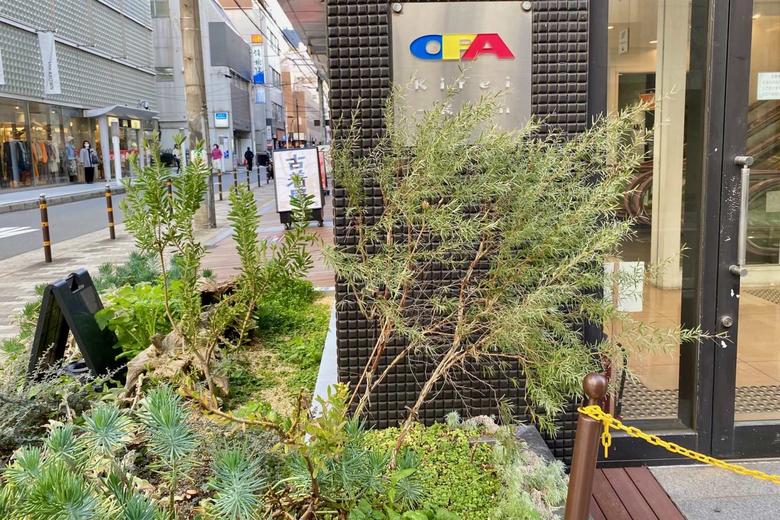 Australian Native Plants in Japan Mallee Design