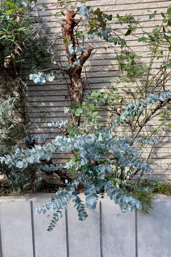 Australian Native Plants in Japan Mallee Design