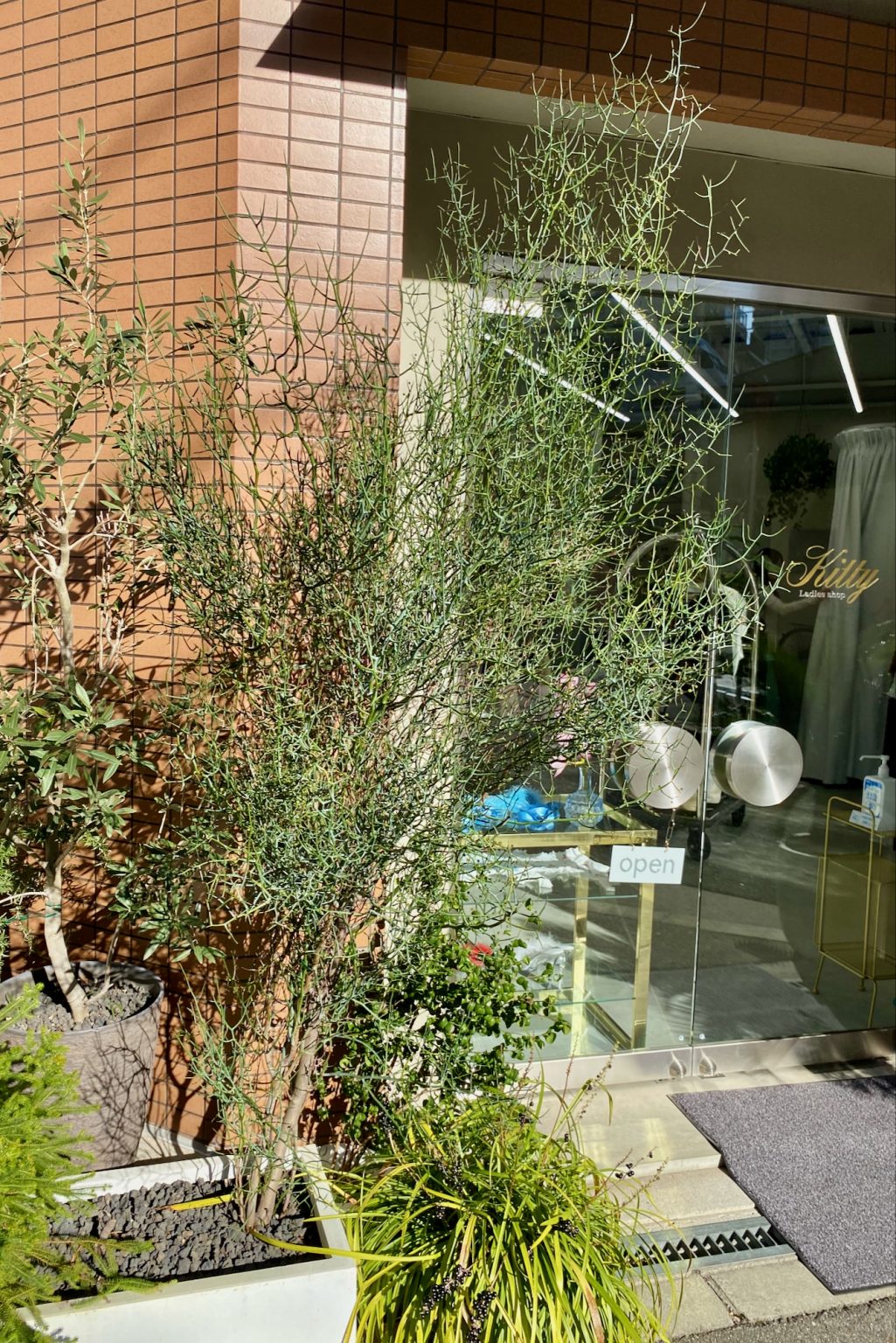 Australian Native Plants in Japan Mallee Design