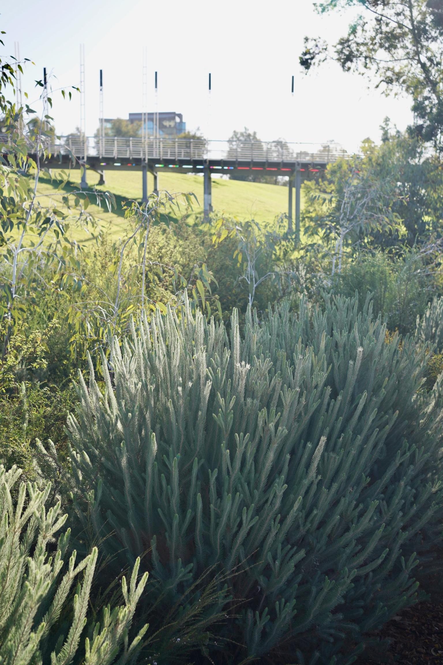 Native plants in the Melbourne City Streetscape Mallee Design