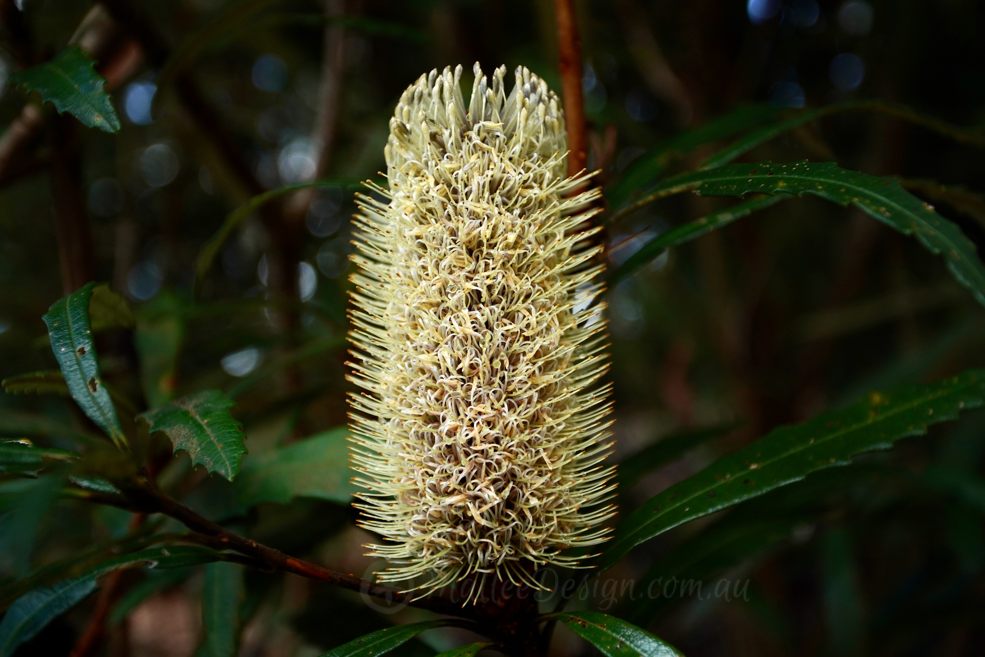 The adaptable possibilities of: Banksia plagiocarpa