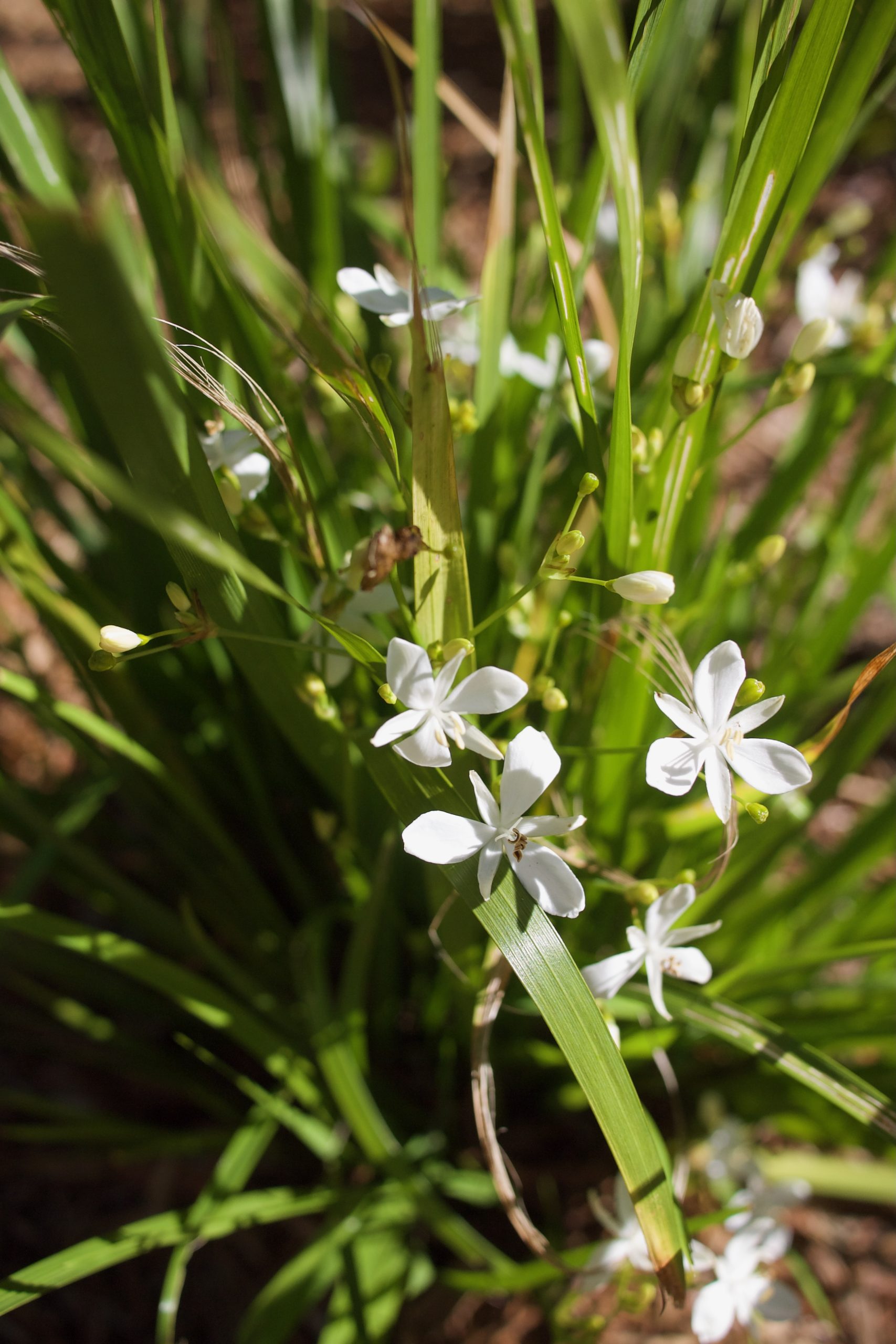 Shade-loving Ornamental Grass: Libertia paniculata