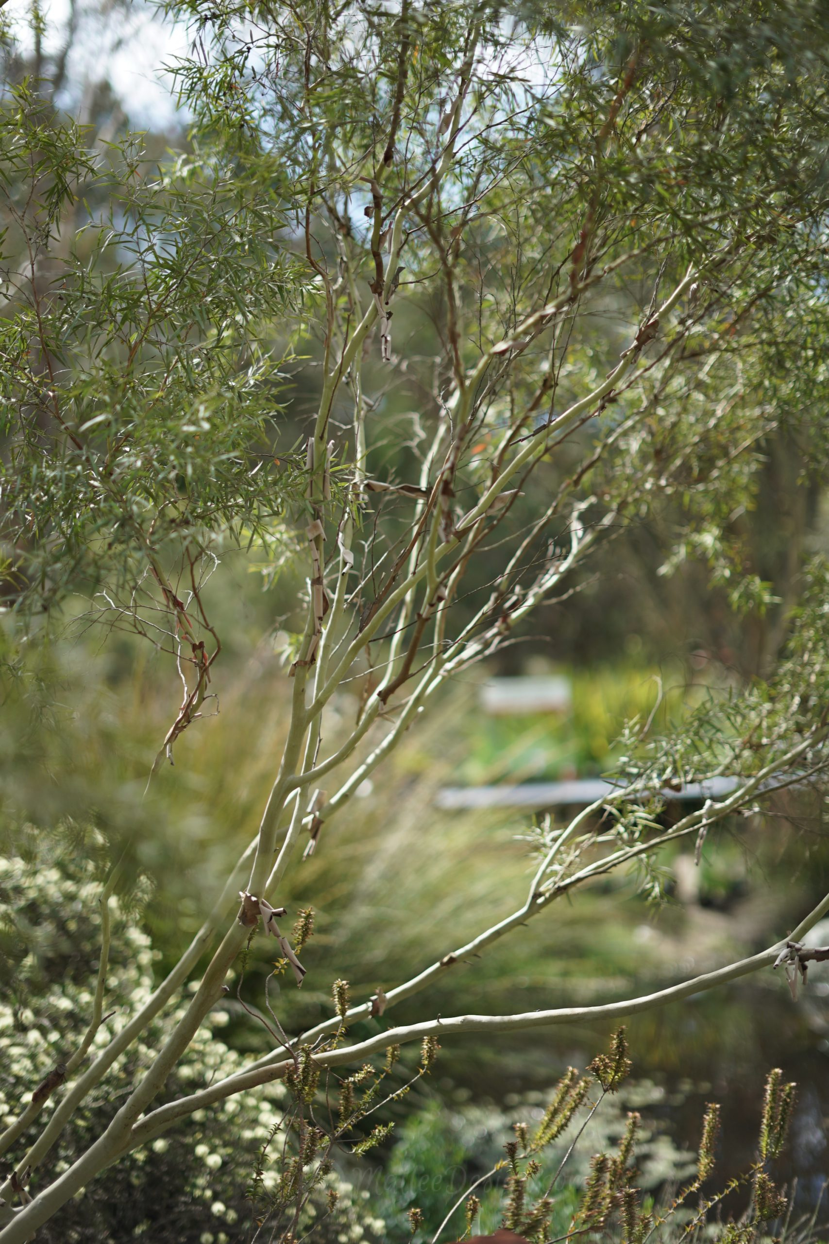The elegant branches of Leptospermum brachyandrum ‘Silver’