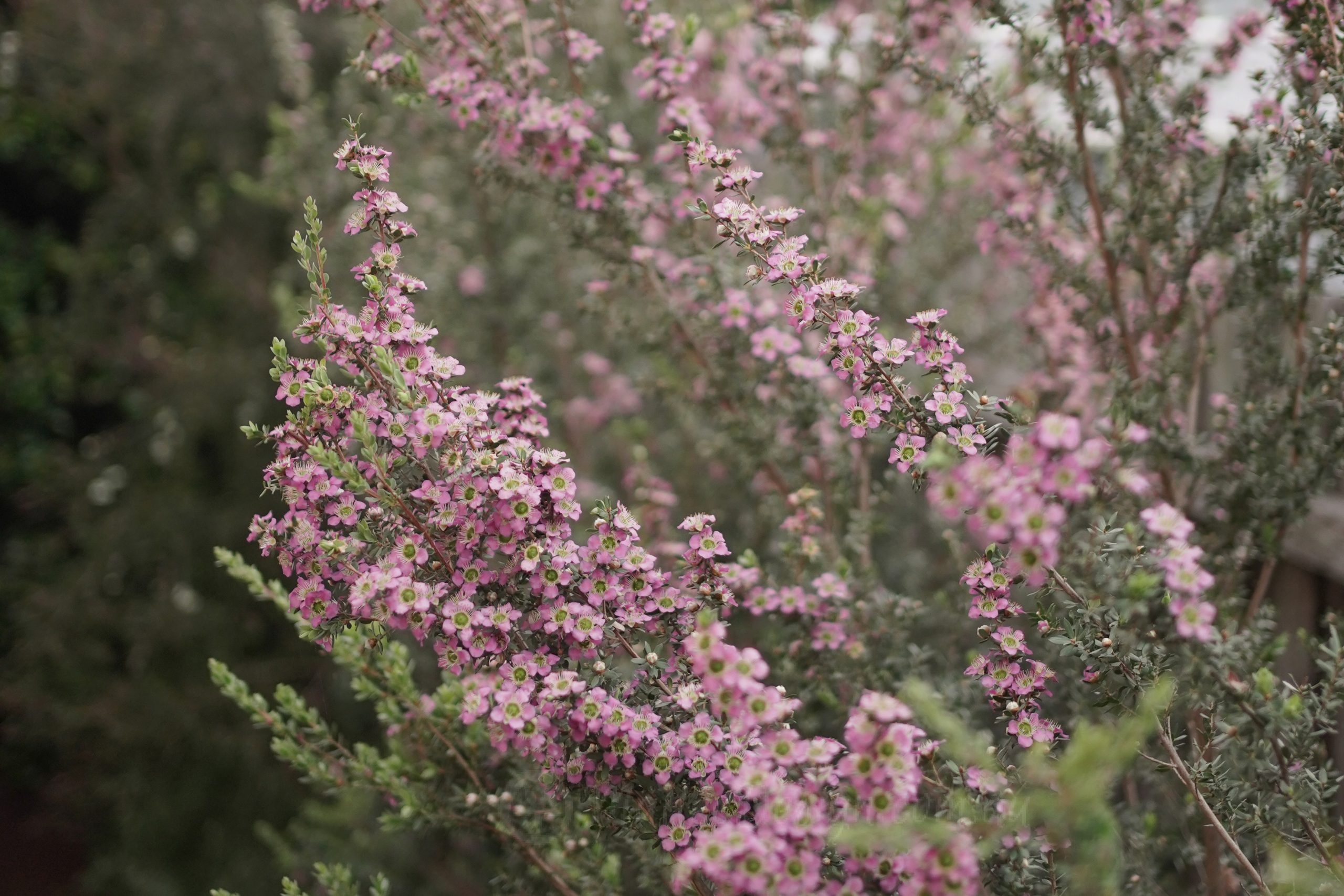 Privacy with punch: Leptospermum lanigerum ‘Seclusion’
