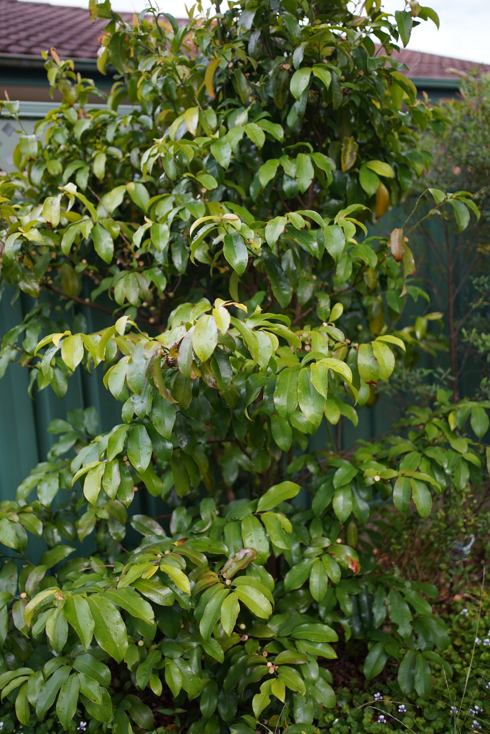 The glossy leafed Eupomatia laurina – Mallee Design