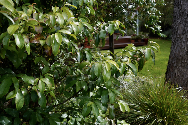 The glossy leafed Eupomatia laurina