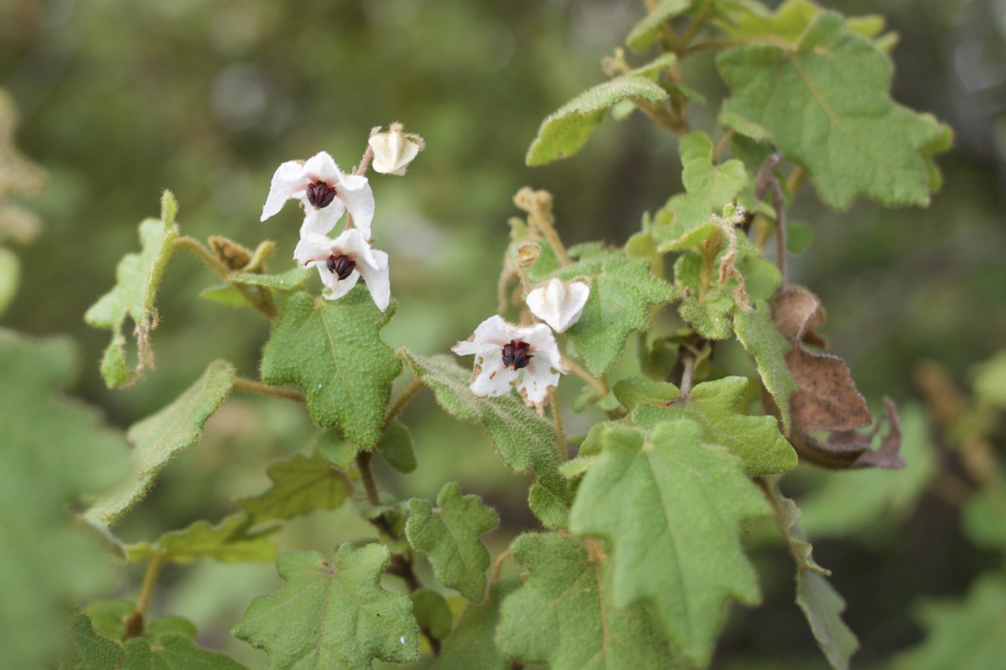 Two top Thomasias Thomasia macrocarpa and Thomasia solanacea Mallee