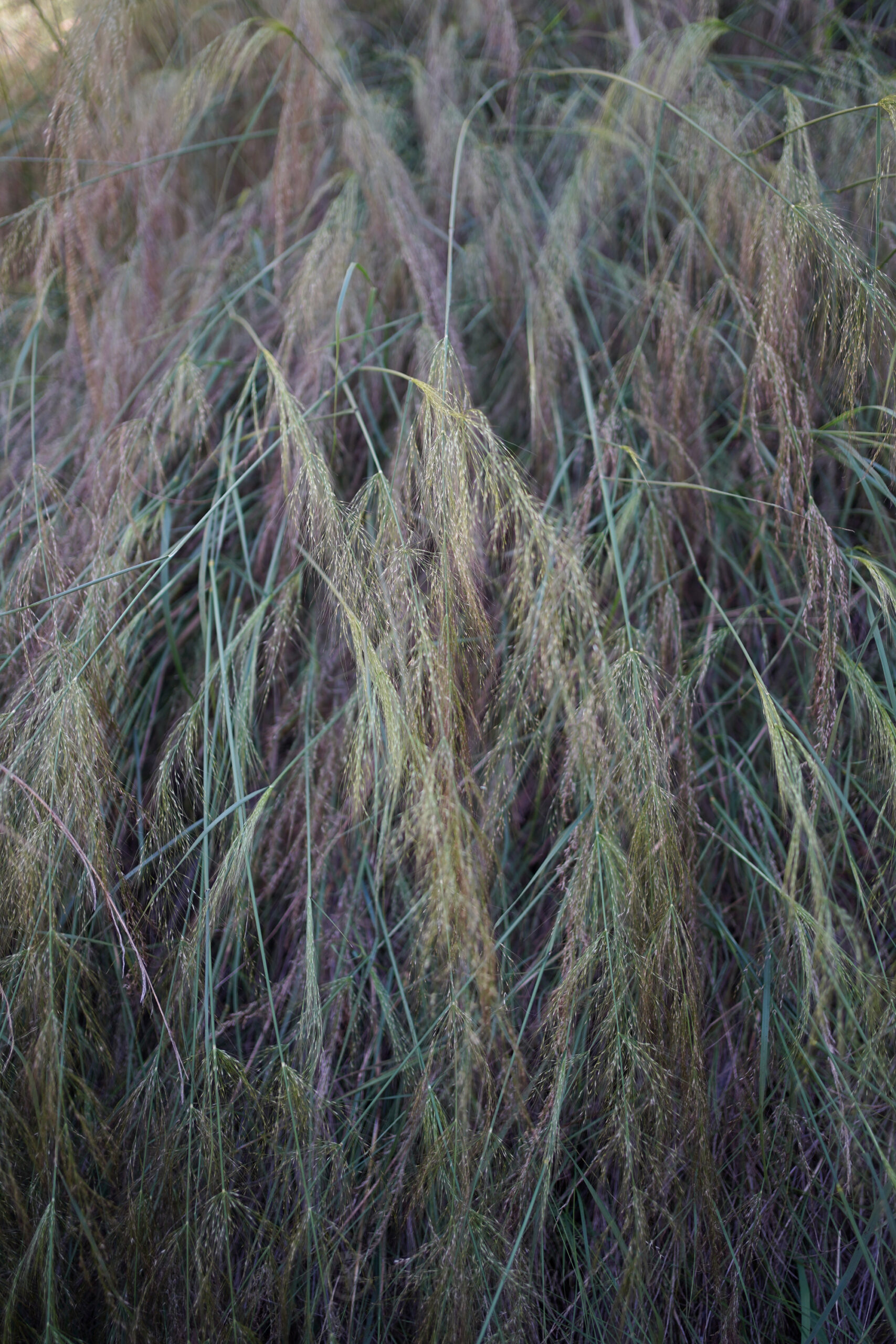 Another striking Australian Ornamental Grass: Austrostipa verticillata