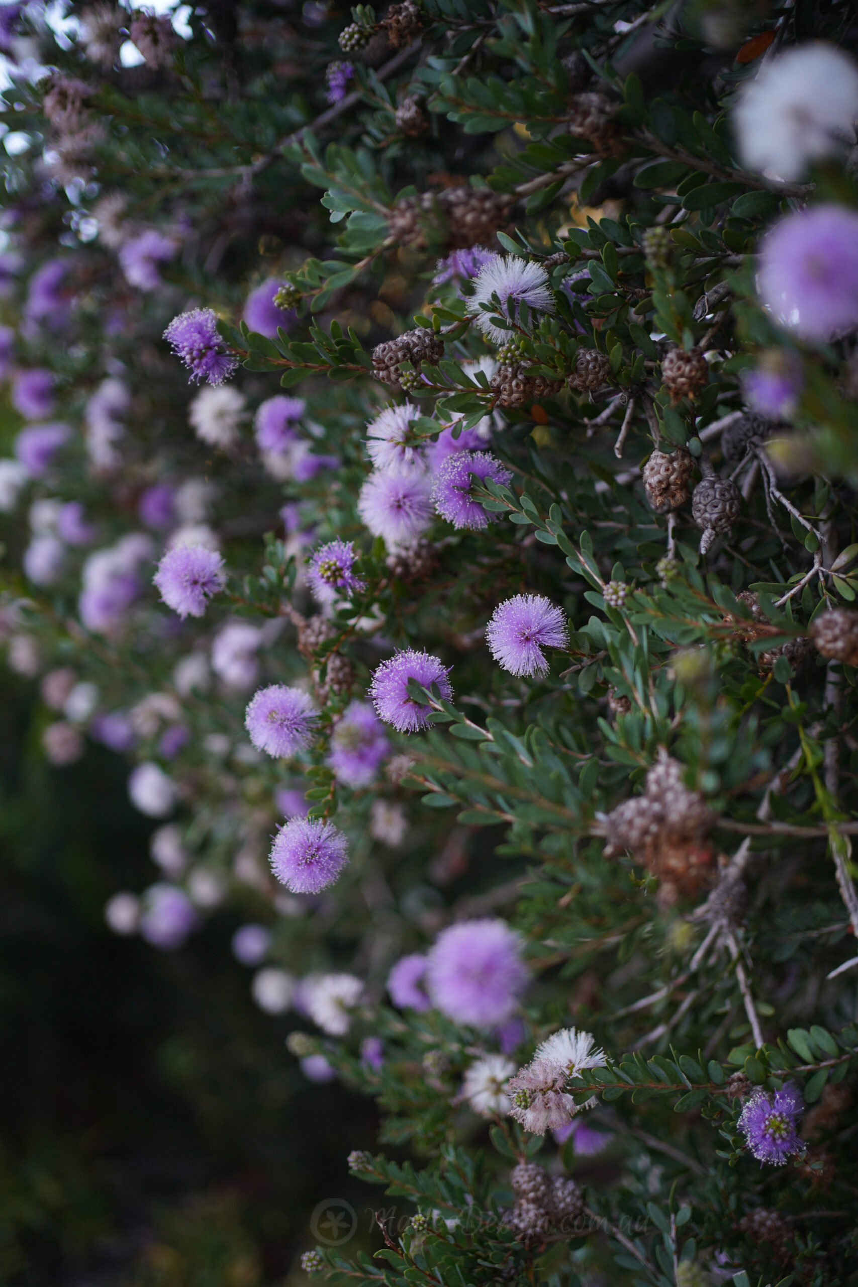 for lovers of purple:Melaleuca nesophila