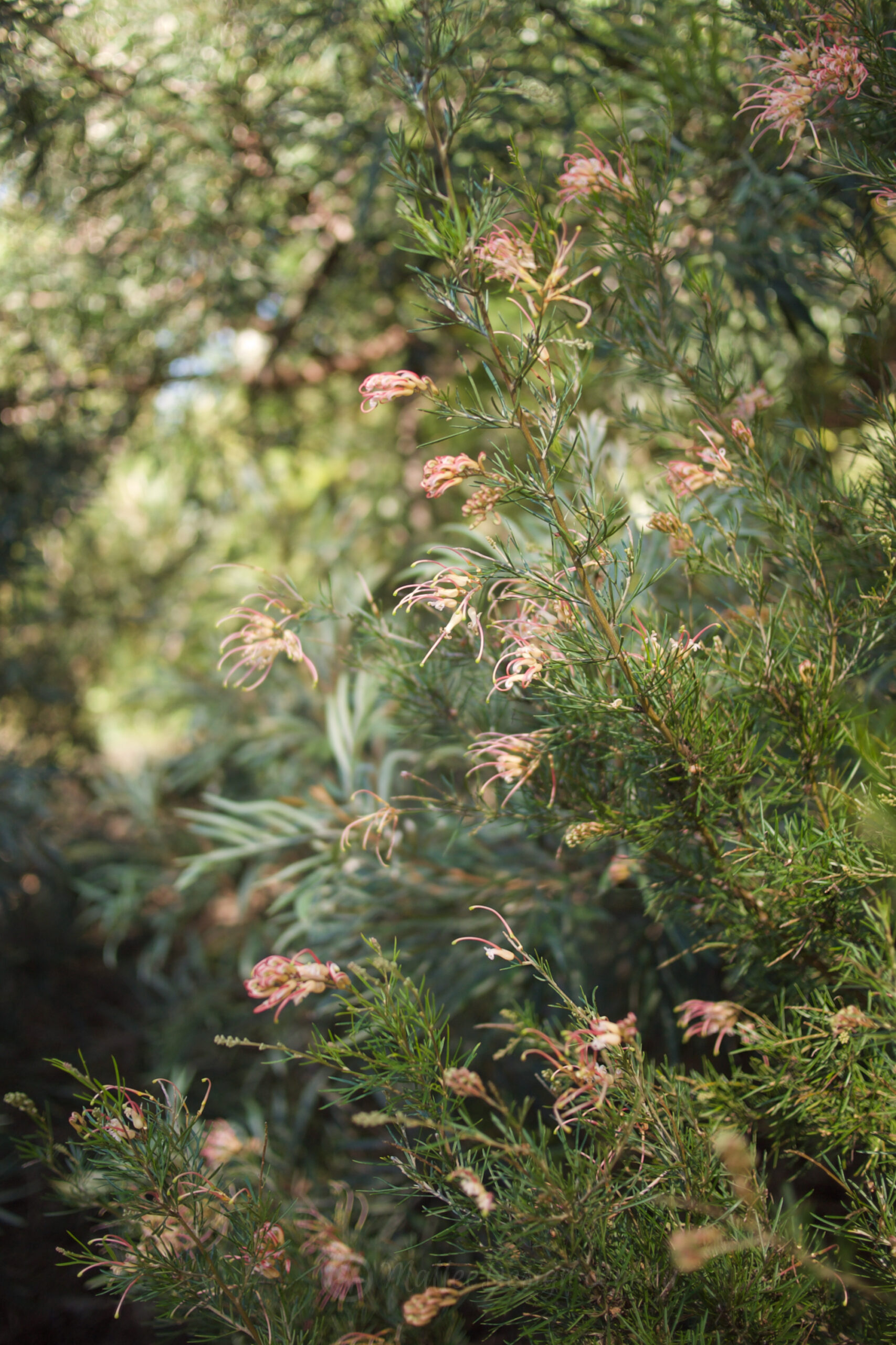 the always blooming Grevillea × semperflorens