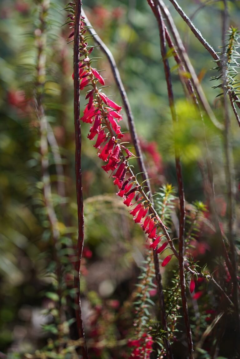 some very impressive Epacris – Mallee Design