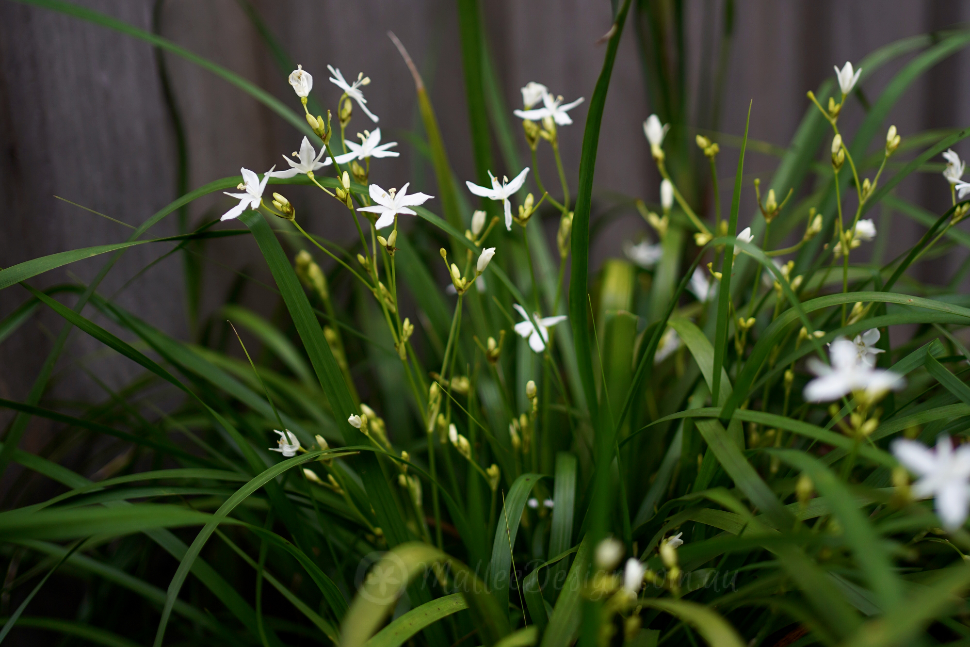Shade-loving Ornamental Grass: Libertia paniculata
