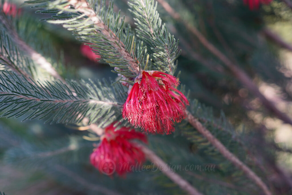 Calothamnus quadrifidus grey: texture and toughness – Mallee Design