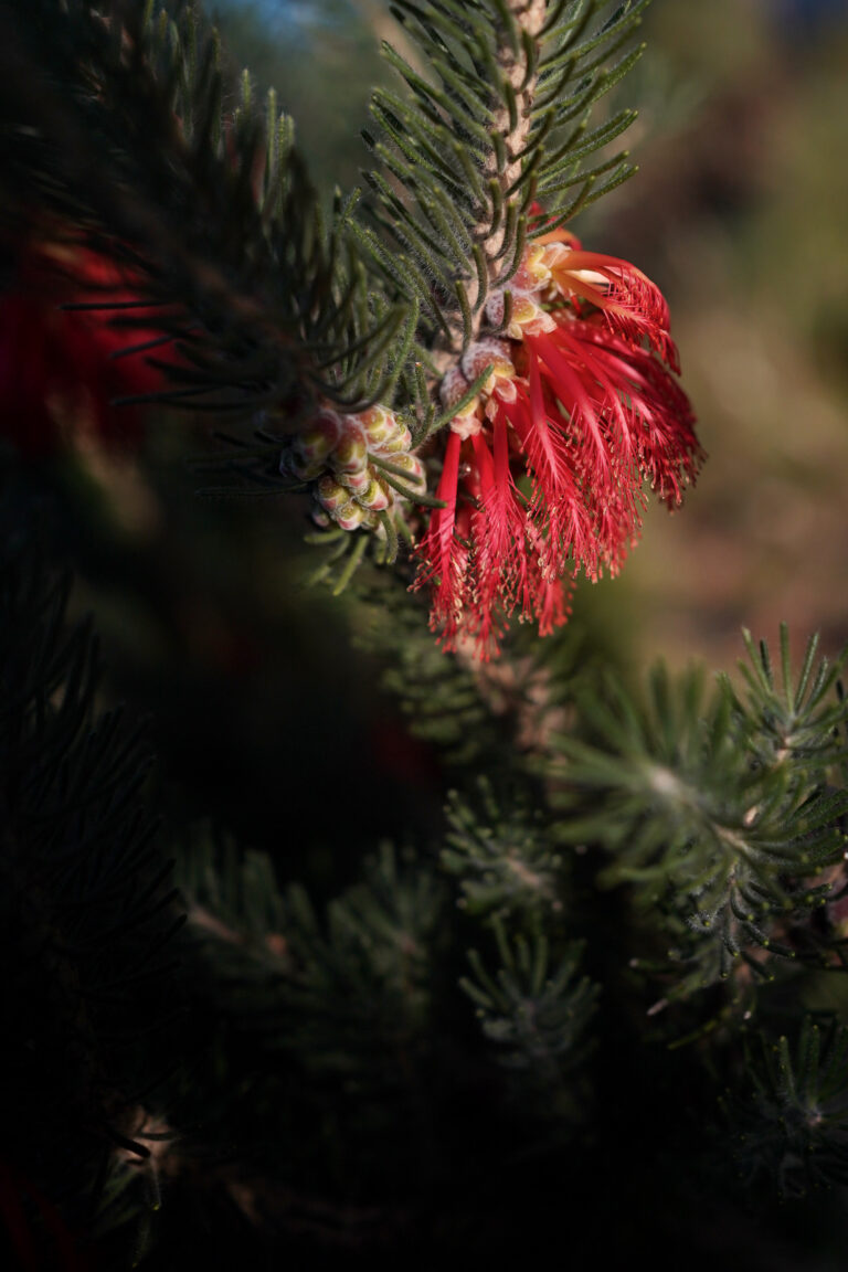 Calothamnus quadrifidus grey: texture and toughness – Mallee Design