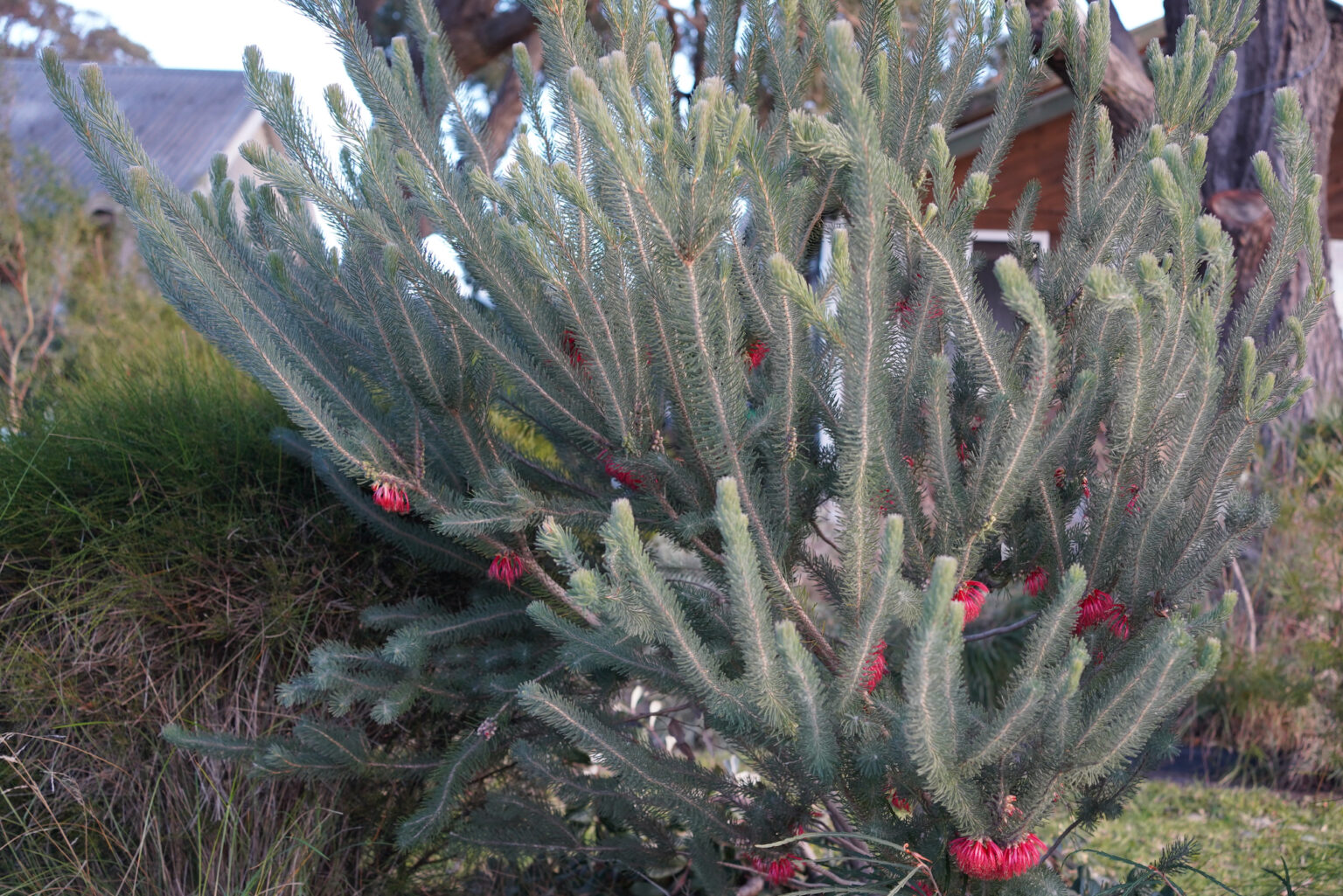 Calothamnus quadrifidus grey: texture and toughness – Mallee Design