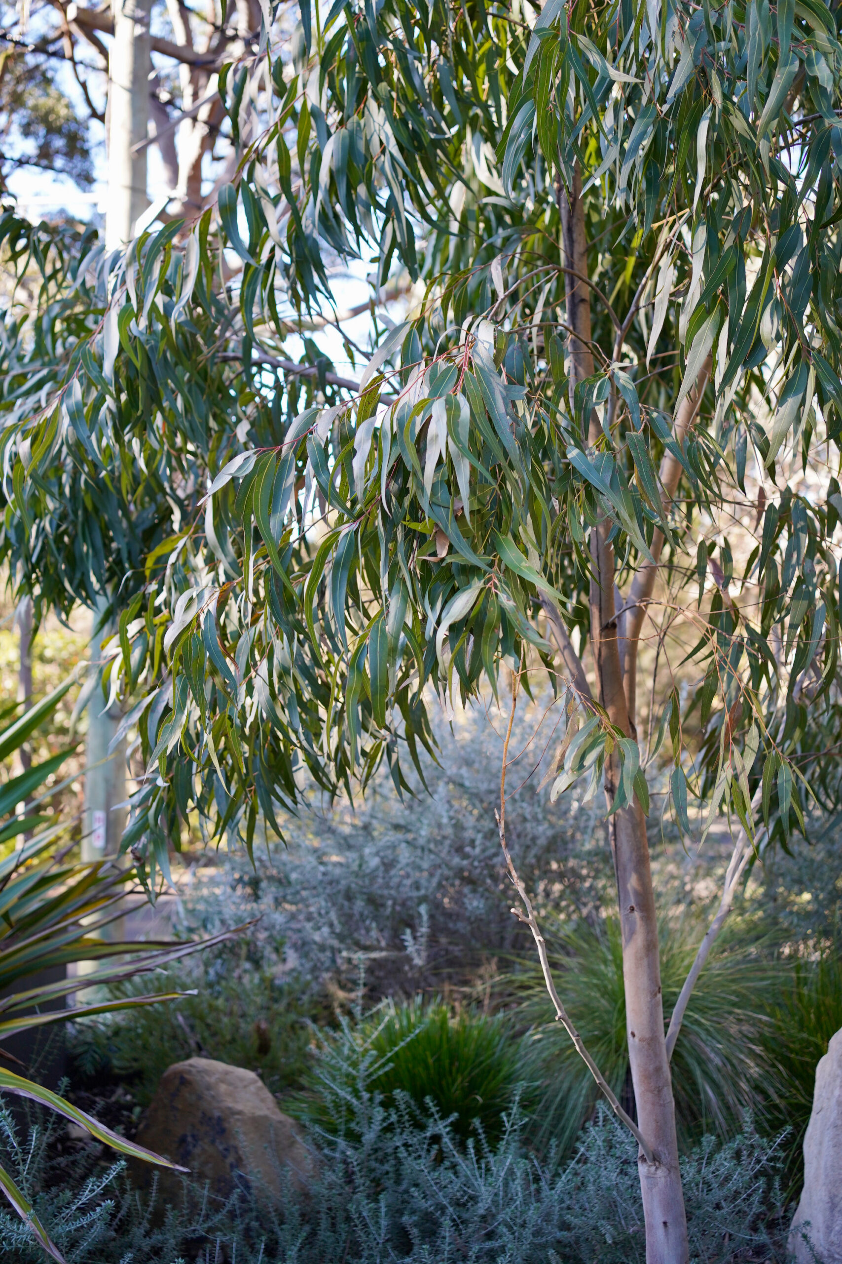 Dwarf Eucalyptus for small gardens: Eucalyptus citriodora DWARF