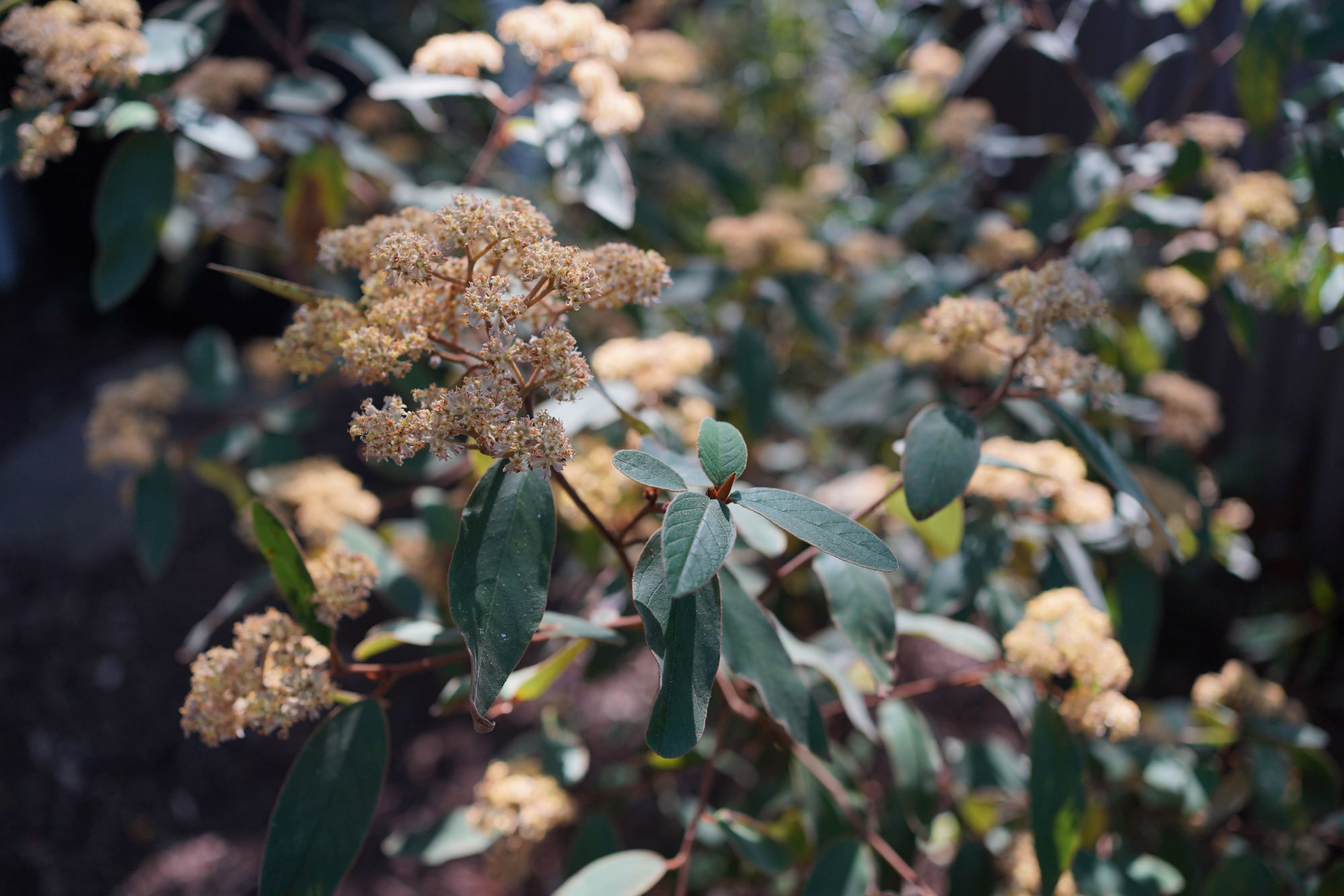 Woolly Pomaderris should be seen more often: Pomaderris lanigera