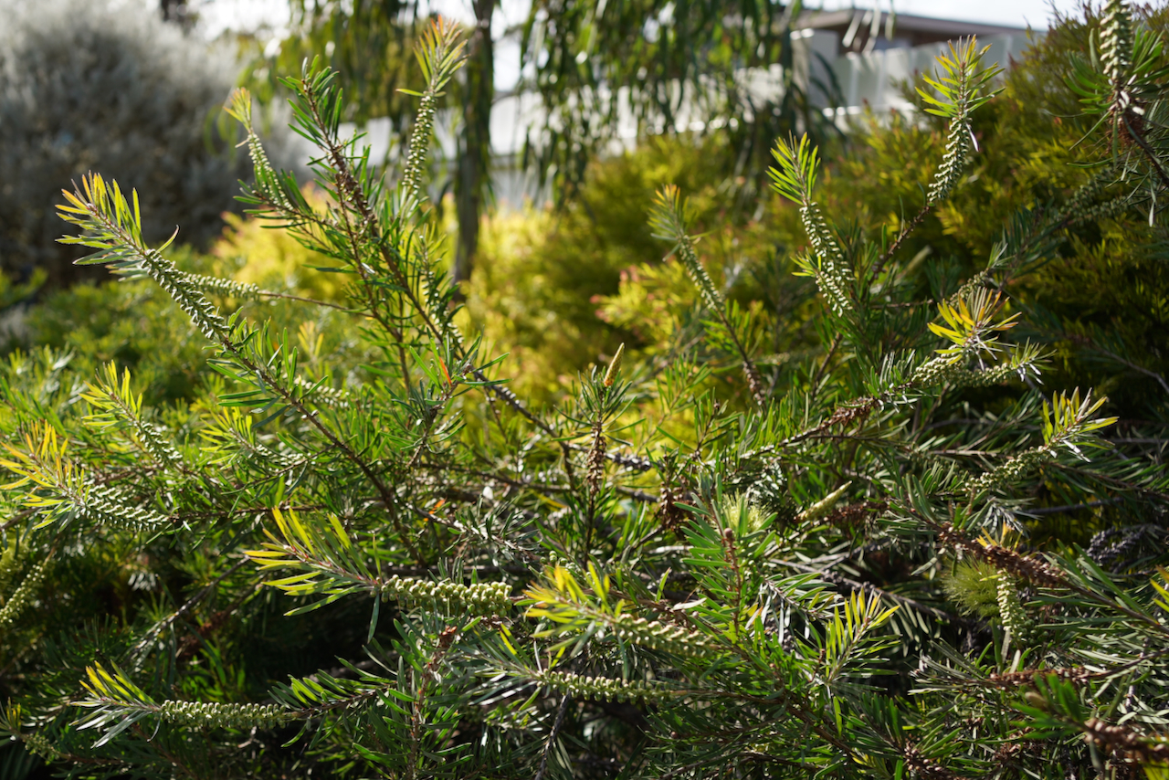 Calistemon pachyphyllus