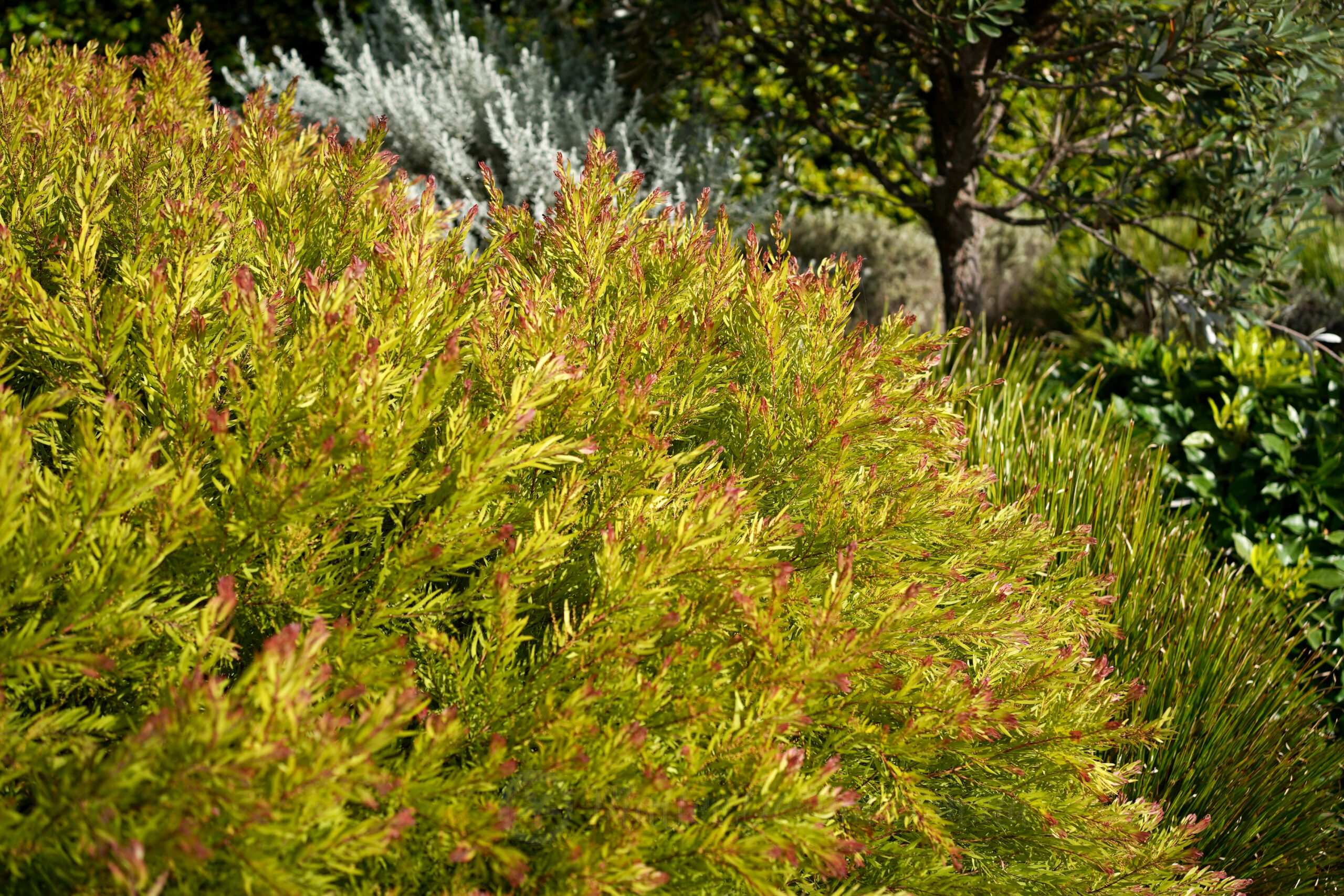 Happy Wattle Day! Acacia fimbriata Dwarf ‘Crimson Blush’