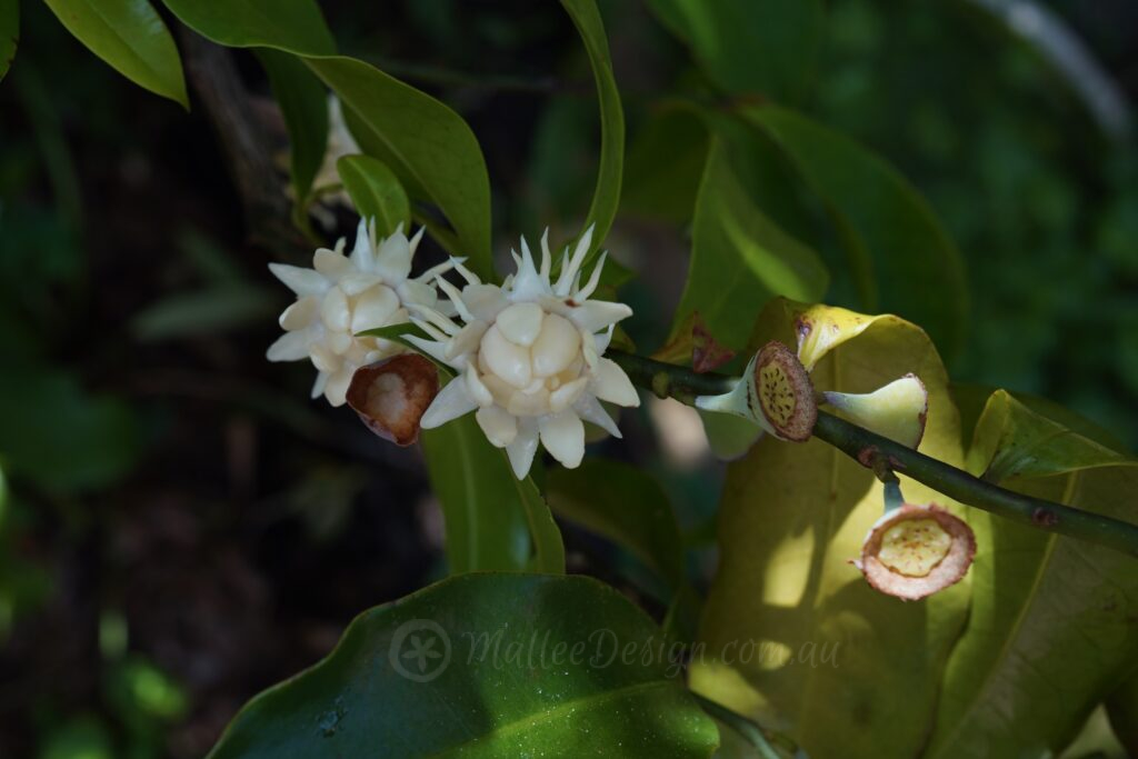 The glossy leafed Eupomatia laurina Eupomatia flower – 1 of 6