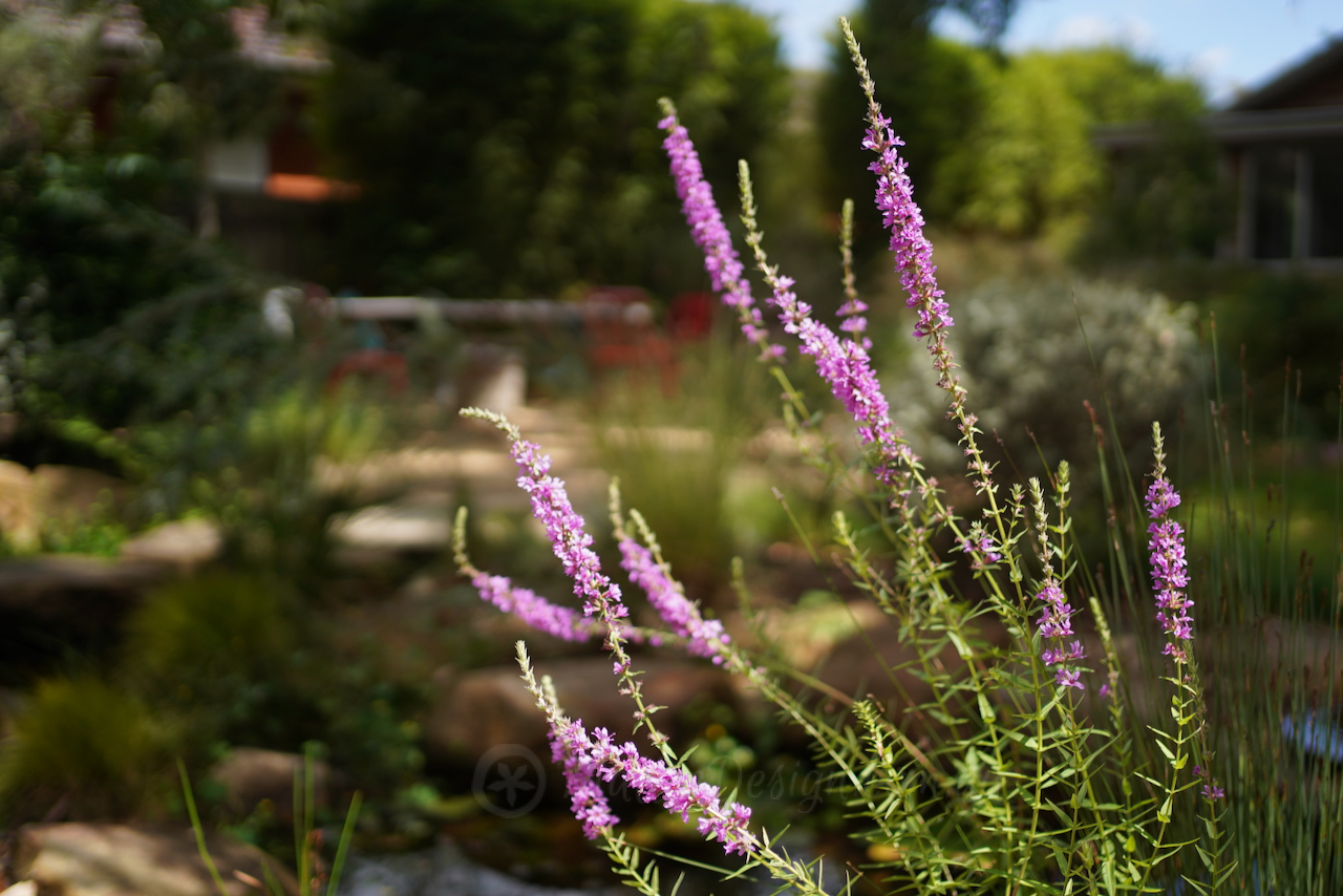 the intrigue of Lythrum salicaria
