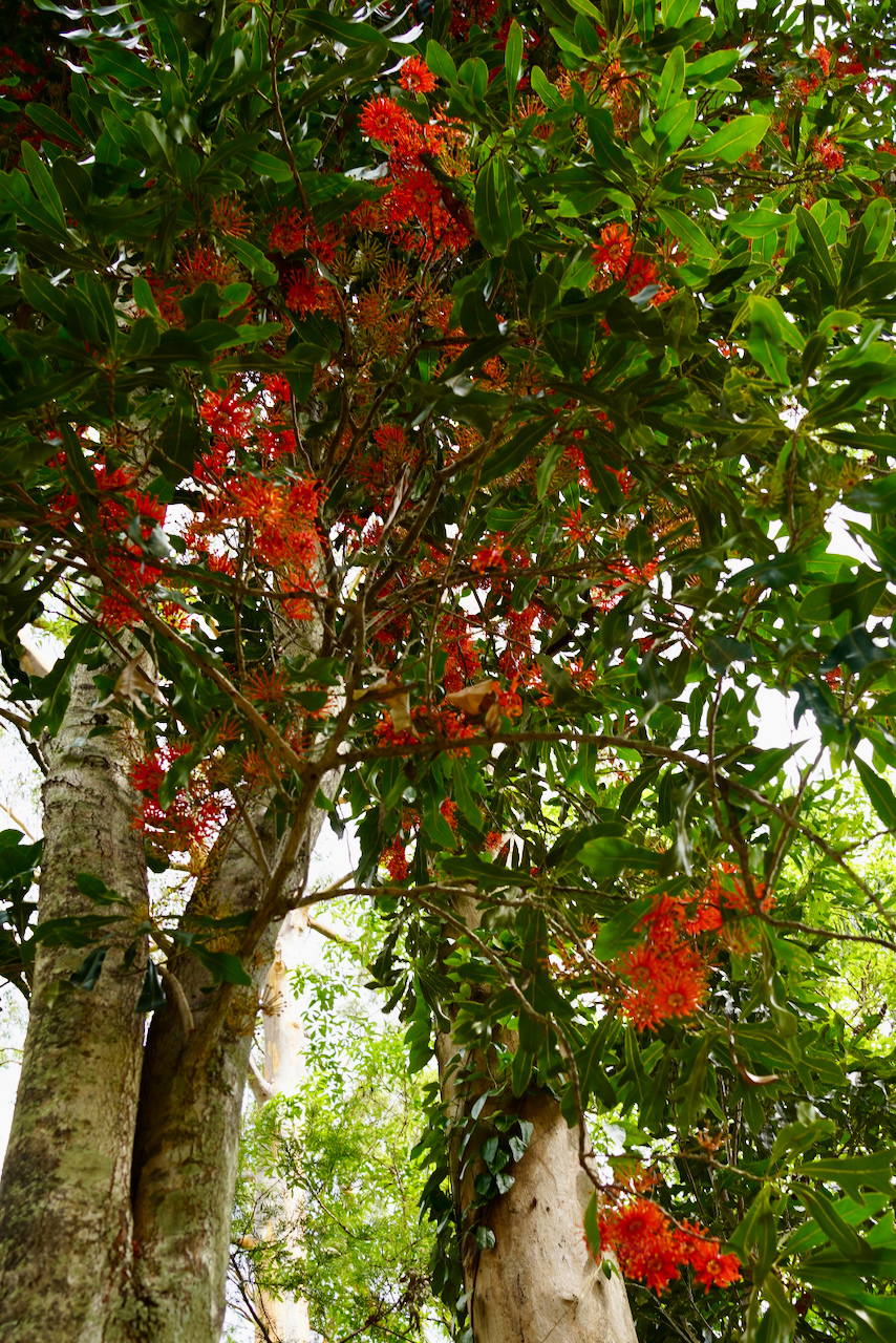 Tree on fire: Stenocarpus sinuatus