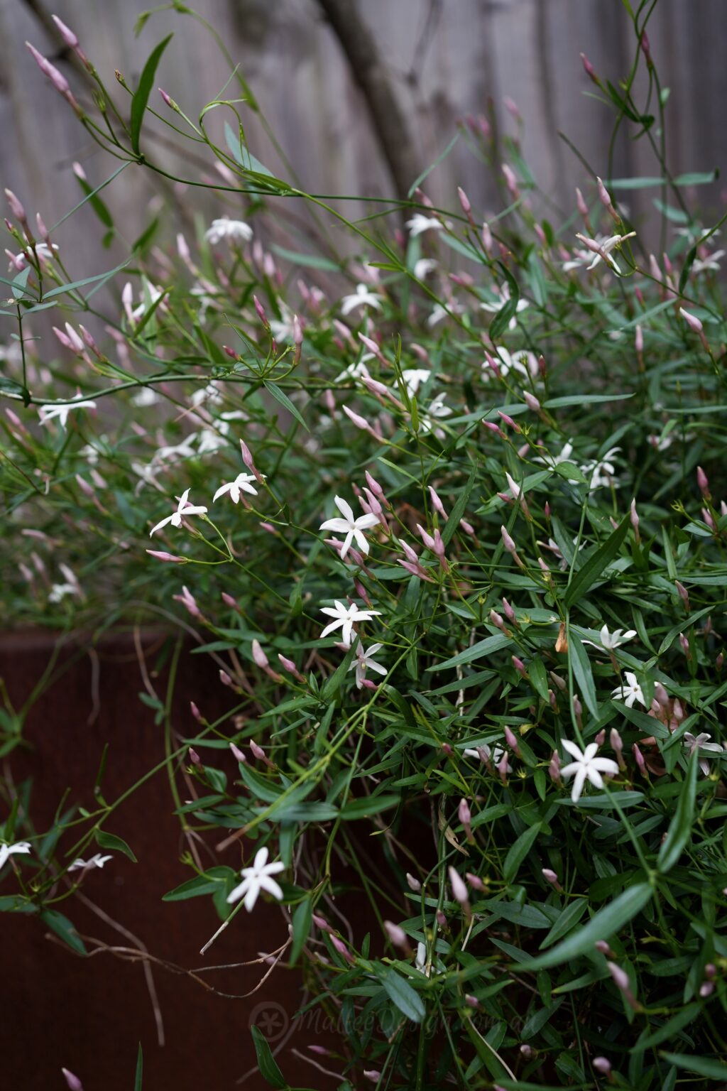 Jasminum suavissimum - 4 of 6