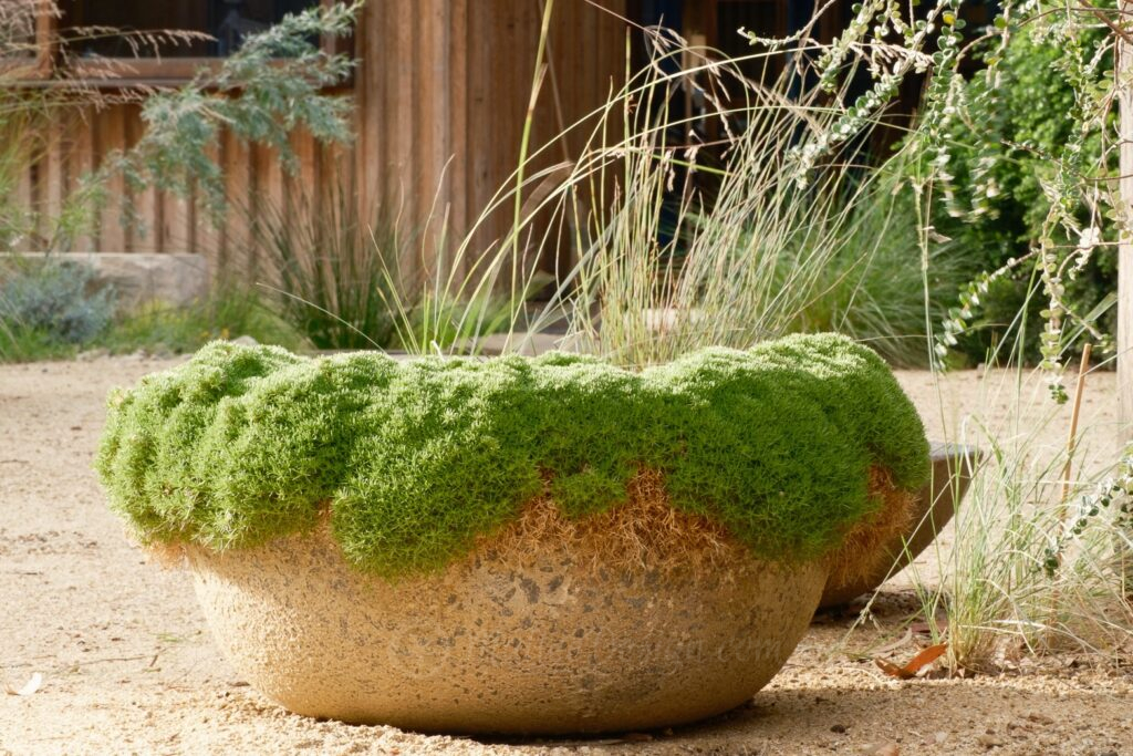 More Native plants for Containers – Mallee Design